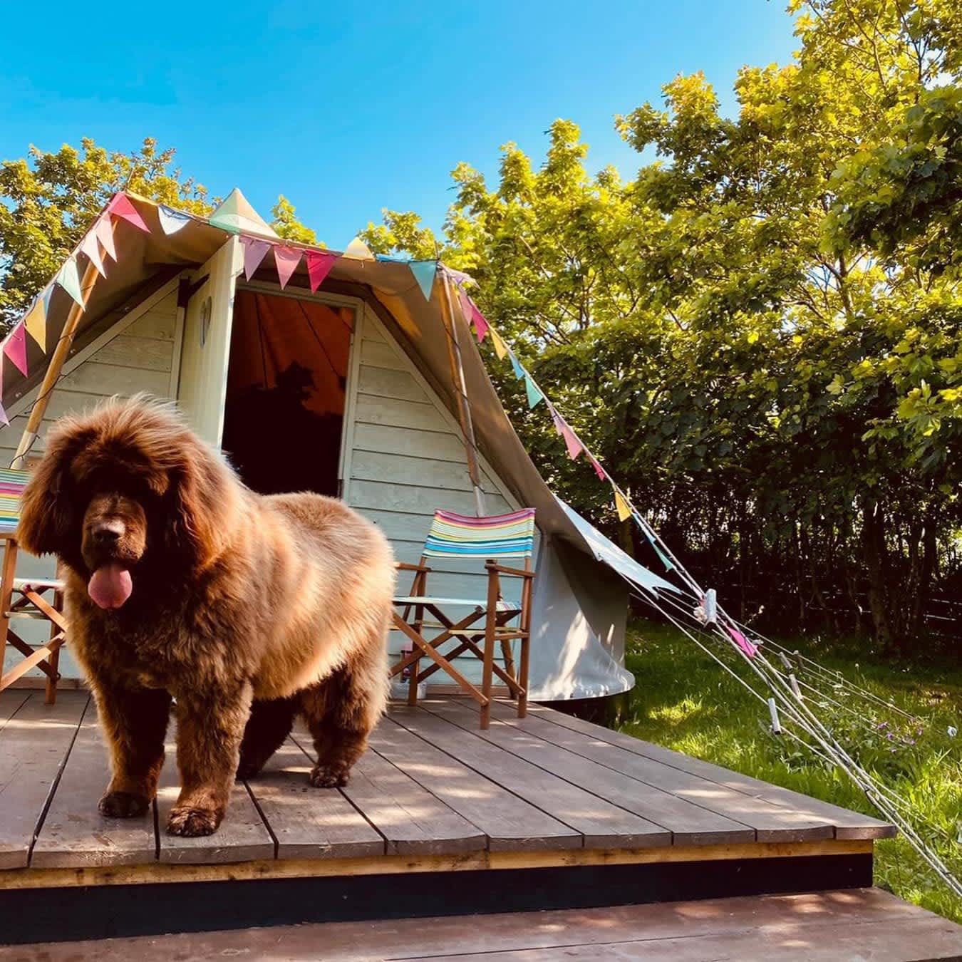 Kernow Bears Glamping,  accommodation - Beautiful camping and glamping site featured in HolidayFox article