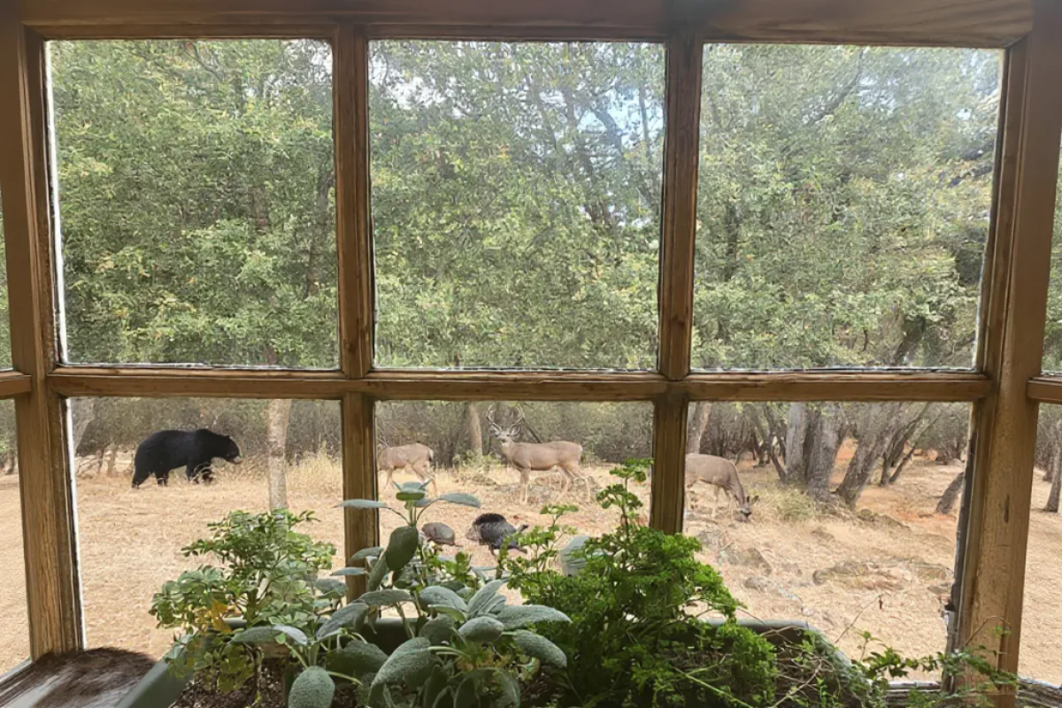 Charming room near town and 30min from Yosemite photo 5
