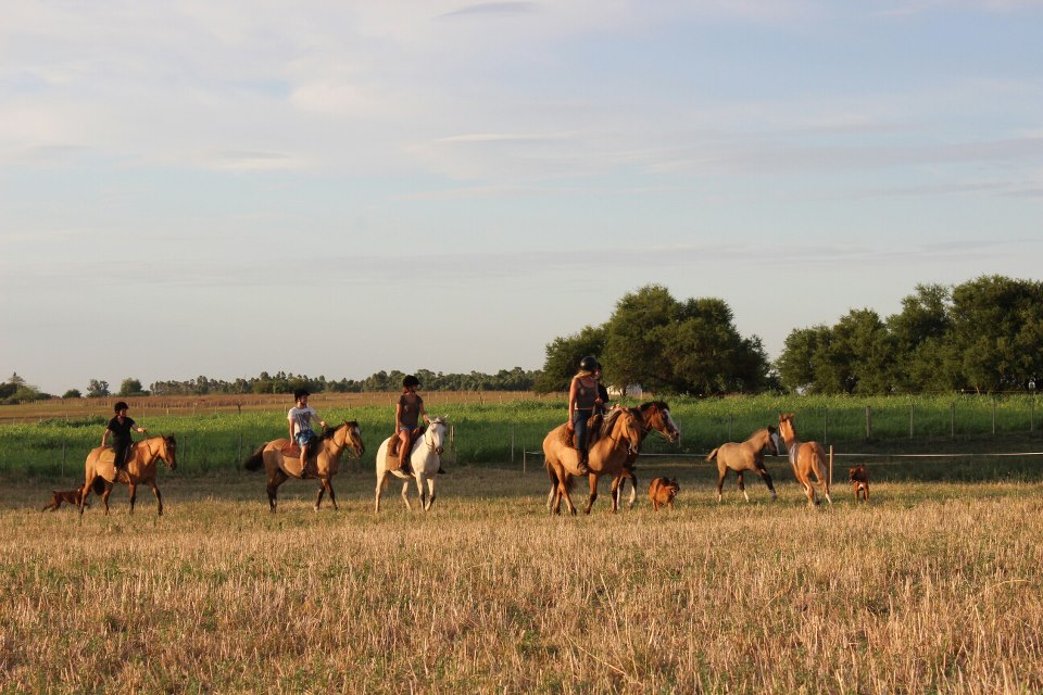 Horses at El Galope Hostel in Colonia