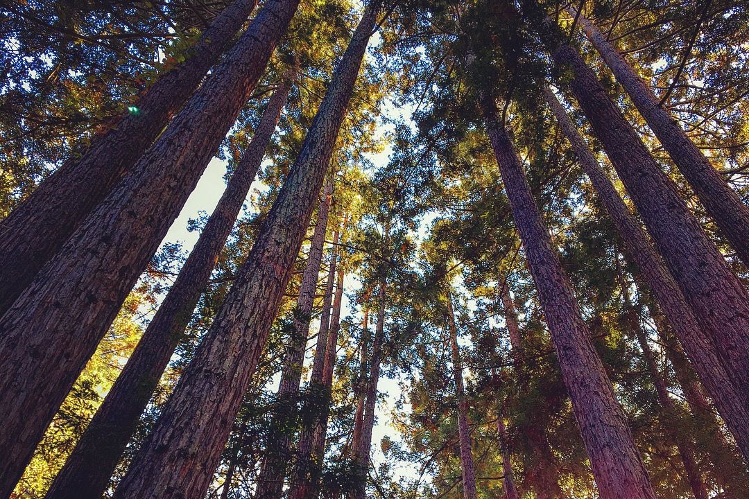 HOYH - Tree of Your Heart Course