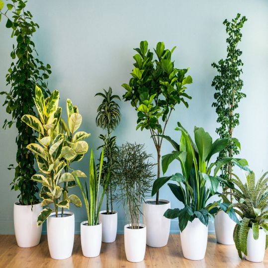 Beauty Plants for Air Purifying | SARAÈ Blog
