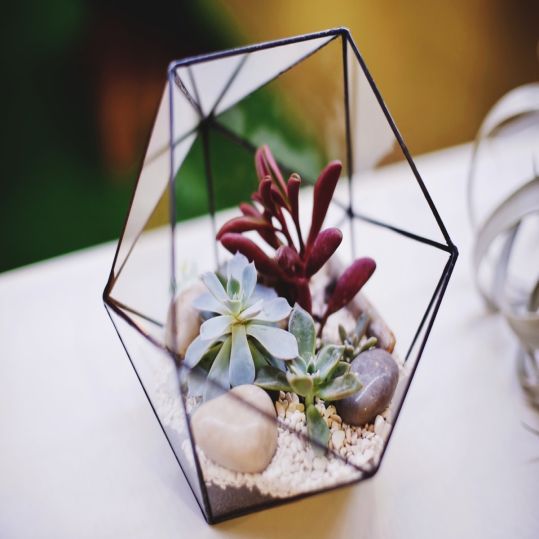 Cantiknya Terrarium, Tanaman-tanaman Cantik dalam Kaca | SARAÈ Blog