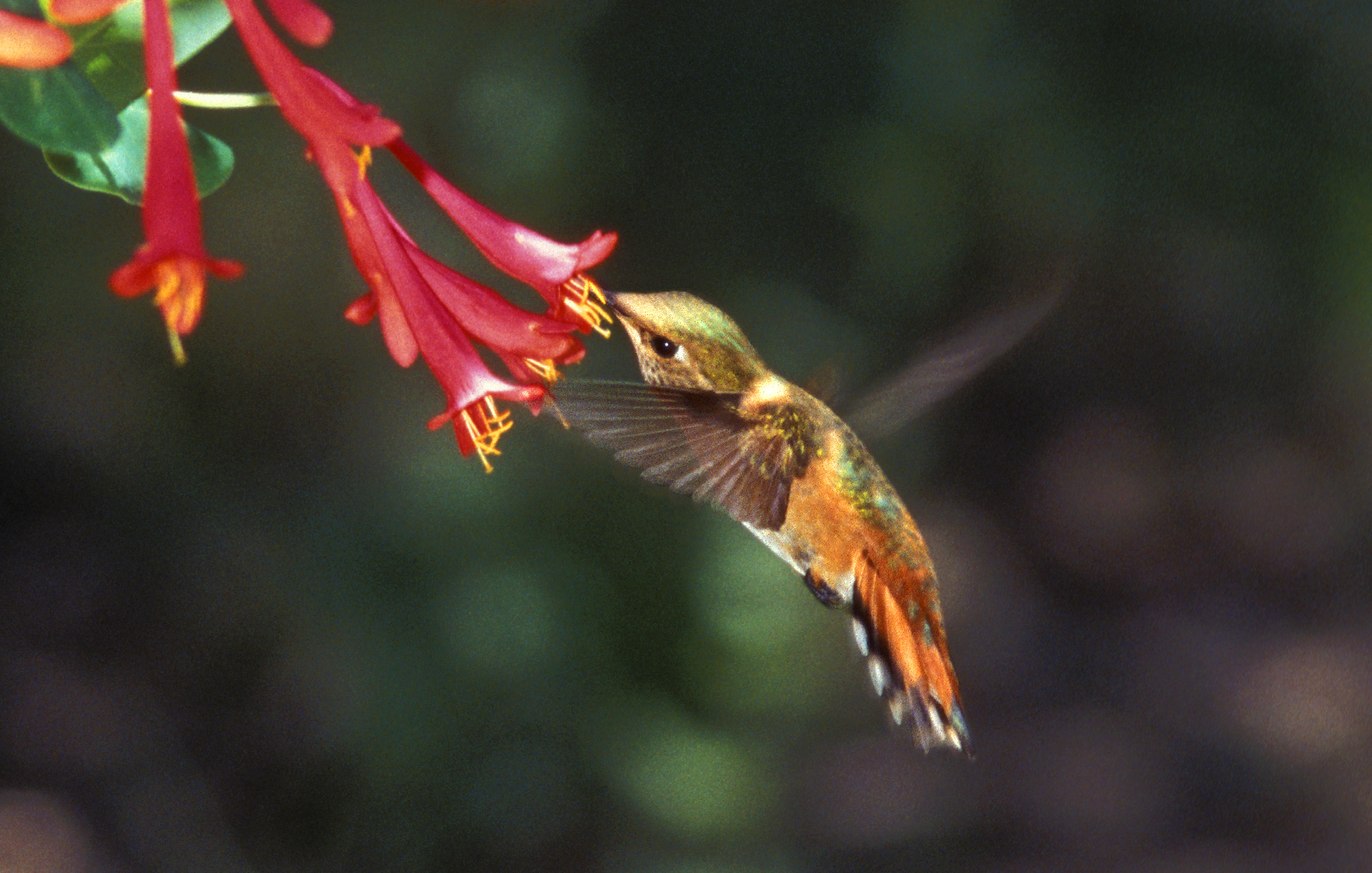 Sedona Hummingbird Festival 2024 - Meggy Silvana