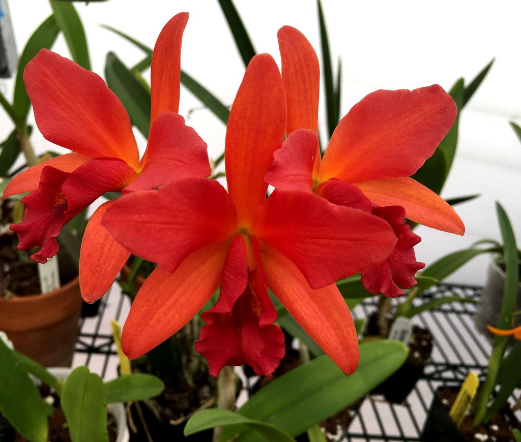 Desert Valley Orchid Orchidfest Visit Arizona