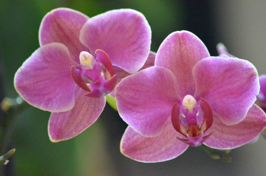 Desert Valley Orchid Orchidfest Visit Arizona