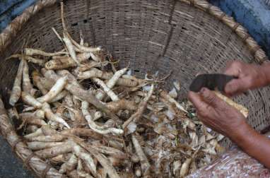 Arrow root