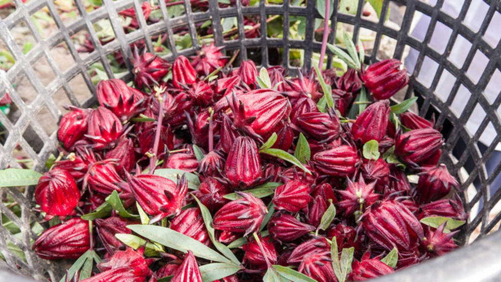 Idées de recettes à base de fleurs d'hibiscus