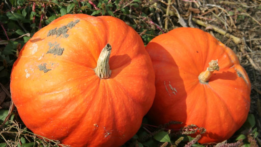 Idées de recettes à base de citrouille