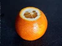 Peler une orange à vif - Etape 3
