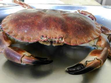 comment cuire 1 crabe