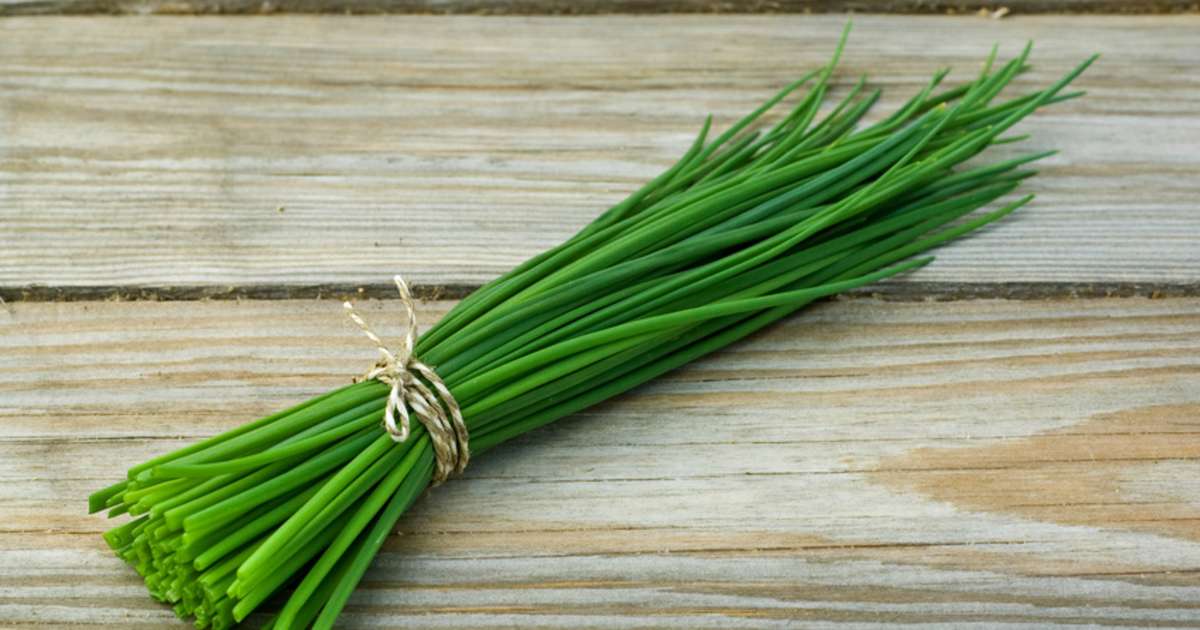 La ciboulette Tout sur la ciboulette