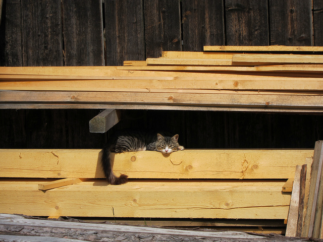 Holz für Möbelbau online auf Schreinereien.com ...