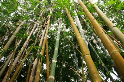wie wächst bambus