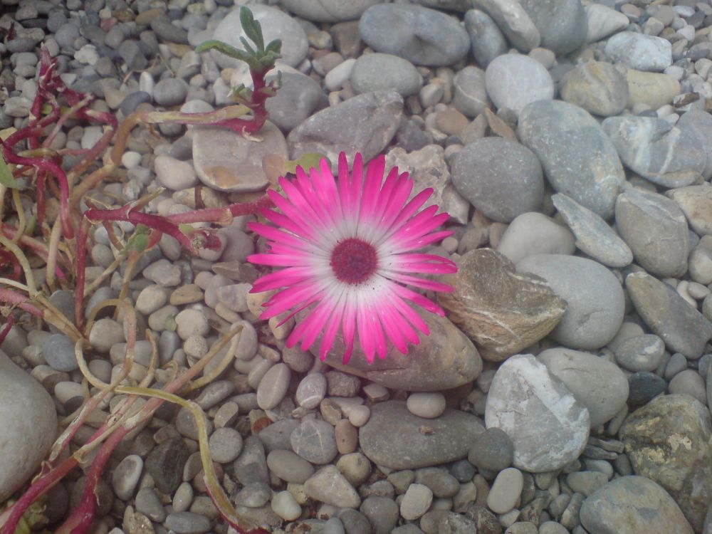 49+ neu Sammlung Kies Garten : Kiesgarten minimalistisch, Travemünde