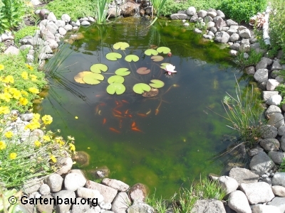 Gartenteich pflegen Jede Jahreszeit bringt andere Aufgaben!