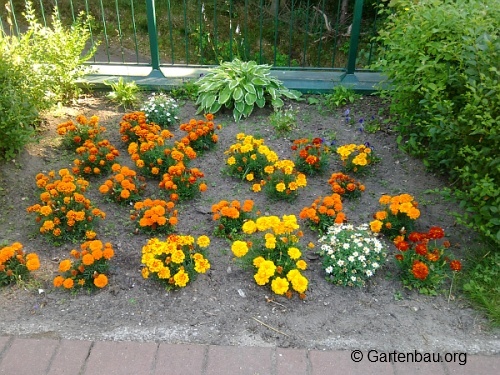 Blumenbeet anlegen Günstige Mittel & Wege