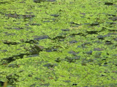 Algen im Teich Grund ist ein Nährstoffüberschuss!