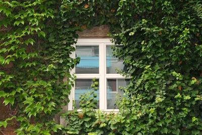 Wenig zurückgeschnittenes Efeugewächs.