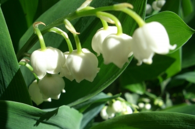 So können Sie Ihren Garten gestalten lassen