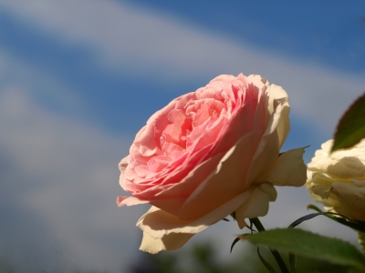 Die meisten Rosen bevorzugen einen sonnigen Standort.