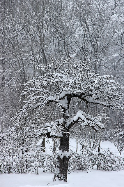 Jeder Gartenbesitzer sollte den Winterschutz für die Obstbäume vornehmen.