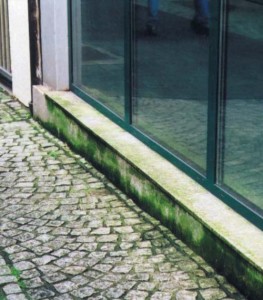 Algen und Pilzbefall