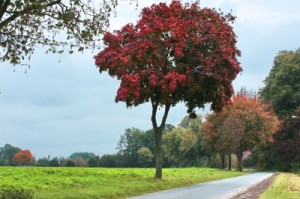 Ahorn im Herbst
