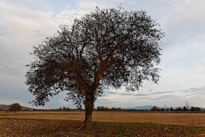 Der Nussbaum wird wegen seiner Optik seit Ewigkeiten zum Bau von exklusiven Möbeln genutzt.