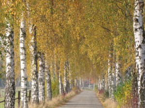 Allee mit Birken