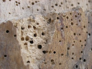 Holzwurmbekämpfung Holzfenster