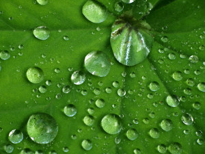 Der Lotuseffekt schützt auch Glas vor Verschmutzungen