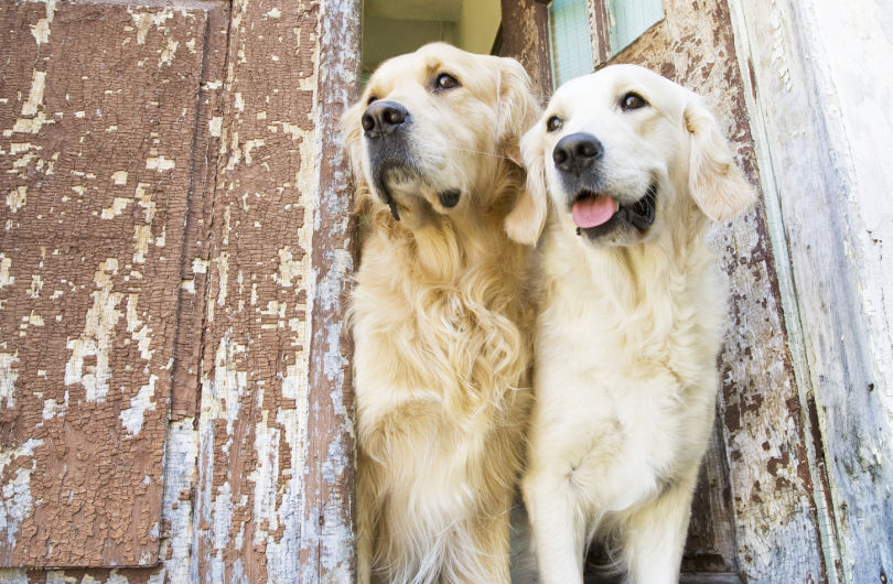 how to give a golden retriever a bath dogs how to guides dogs articles idiot s guides how to give a golden retriever a bath dogs how to guides dogs articles idiot s guides