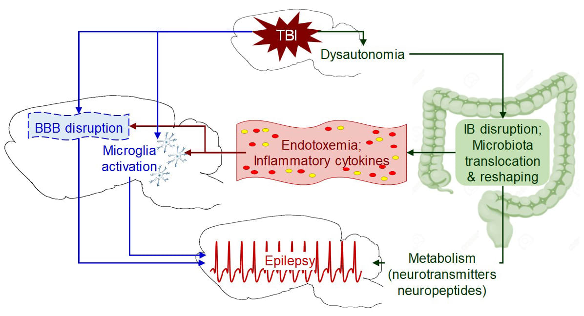 Hypothetical role of dysbiosis in epileptogenesis after brain injury