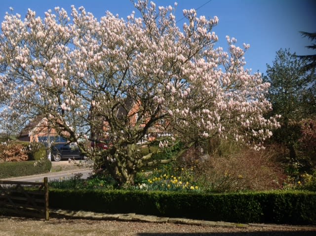 Magnolia Soulangeana in bloom