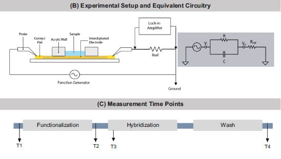 Fig. 3. Design of the IDE sensor and measurement setup. (A) Optical microscope image of IDE sensor with accompanying schematic representation showing gold electrode array with width (W) = 8 μm, length (L) =1 mm, and gap (G) = 8 μm. (B) Cross sectional view of the experimental setup along with equivalent circuitry. The sensors can be represented by a resistor (R) in parallel with a capacitor.
