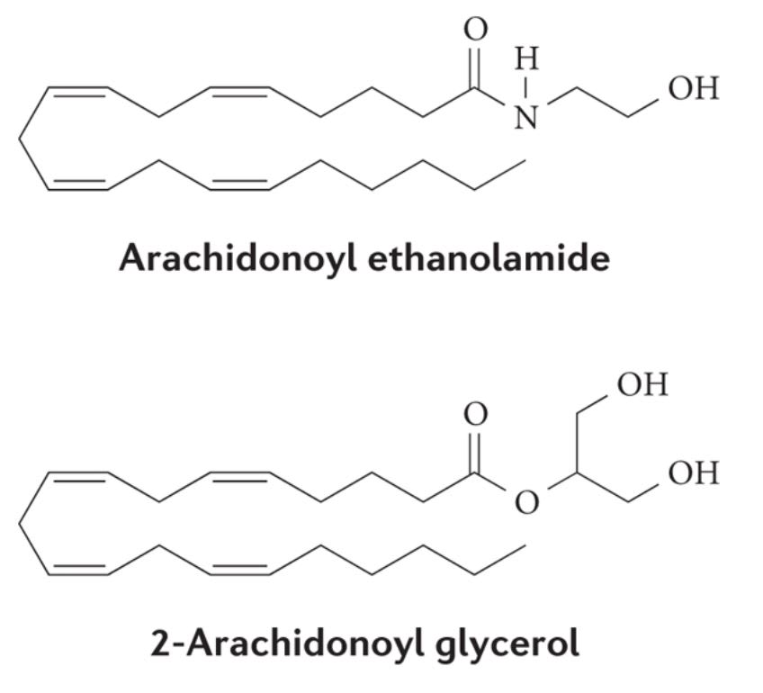 Chemical structure for anandamide and 2-AG