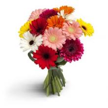 12 Mixed Gerberas Bouquet