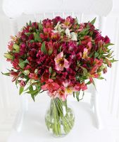 Premium British Alstroemeria