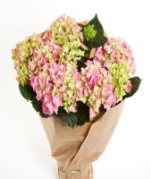 Hortensia plants - indoors