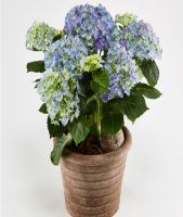 Hortensia in outdoor pot