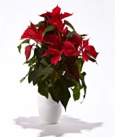 Poinsettia in hiding