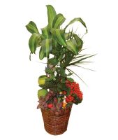 Plant Basket (green)