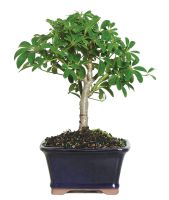 Hawaiian Umbrella Bonsai Tree