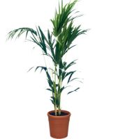 Kentia-Palm