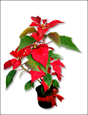 Mini Poinsettia