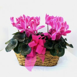 Basket with cyclamen plants
