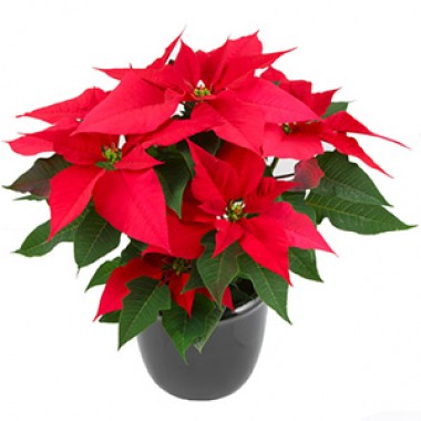 CHRISTMAS POINSETTIA