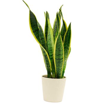 Sansevieria