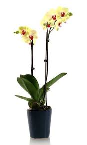 Planta de Orquídea Phalaenopsis Flor Amarilla