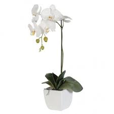 Planta de Orquidea Phalaenopsis Blanca